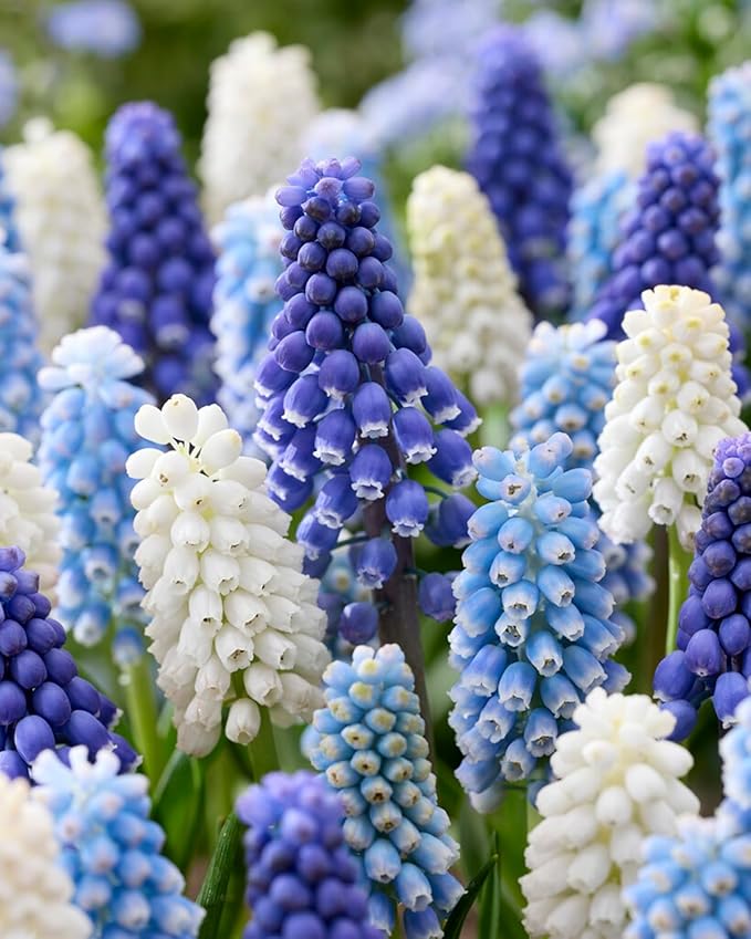 Blue Muscari Bulbs for Planting - Easy to Grow Perennial Flowers (20 Bulbs)