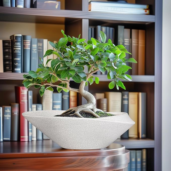 Bonsai Tree Pot - 12 Inch Ceramic Planter with Drainage Hole, Modern Succulent Pots for Indoor & Outdoor, Decorative Planter for Home Decor, Plant Lover Gifts, White-Black