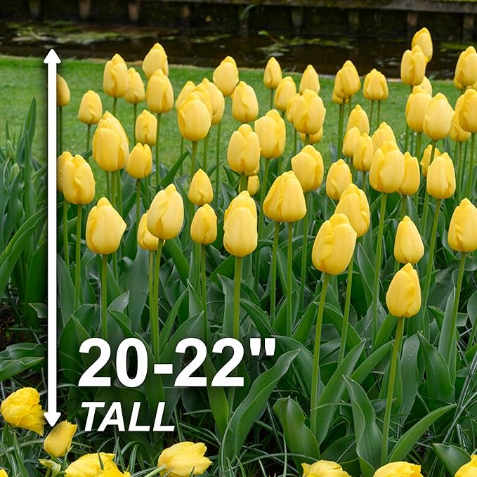 Garden State Bulb Darwin Hybrid Yellow Impression Tulip Flower Bulbs, 12/+ cm, Fall Planting (Bag of 50)