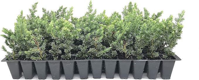 Juniper Blue Pacific - 30 Live Plants - Drought Tolerant Cold Hardy Evergreen Ground Cover