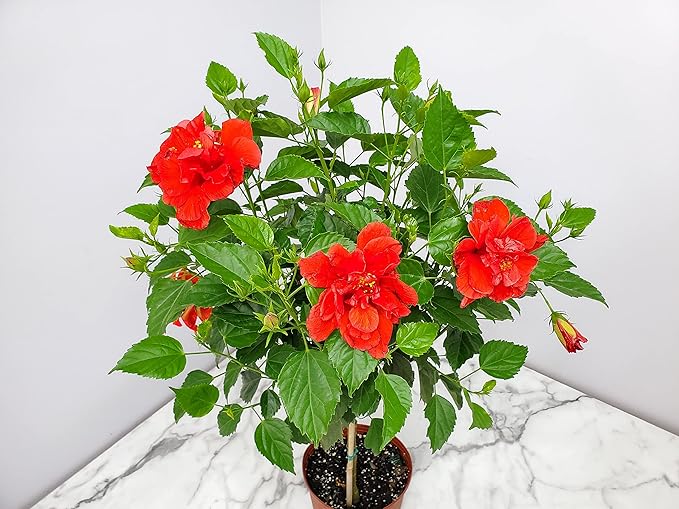 Live Hibiscus Plant - Tropical Flowering Tree - Red Double Flower - Overall Height 38" to 44" - Tropical Plants of Florida (Plant Only)