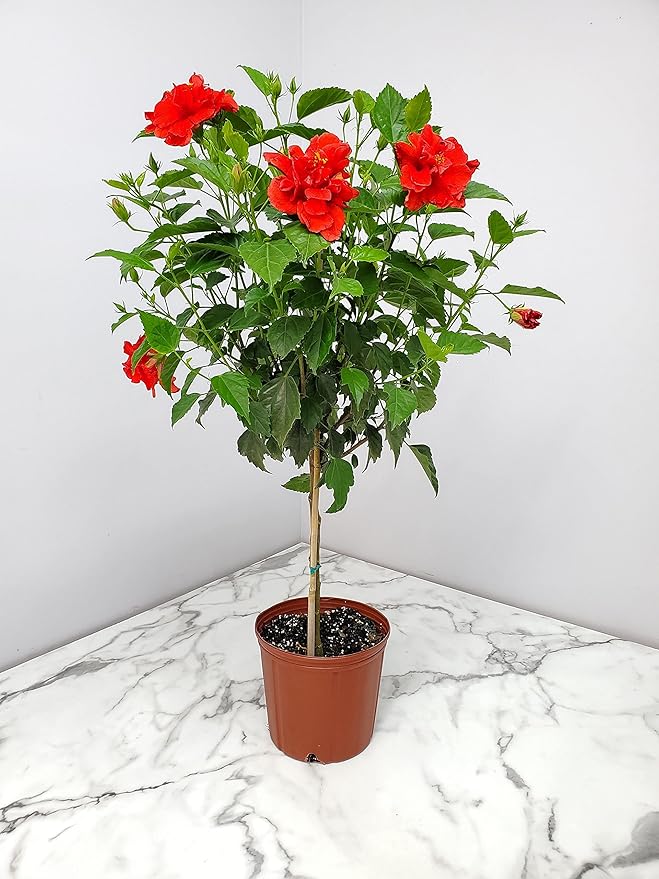 Live Hibiscus Plant - Tropical Flowering Tree - Red Double Flower - Overall Height 38" to 44" - Tropical Plants of Florida (Plant Only)