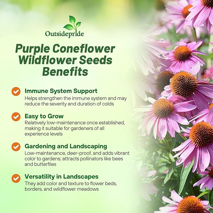 Outsidepride Purple Echinacea Coneflower Seeds - 1000 Pcs Perennial, Deer-Proof & Drought Tolerant Flower Seeds with Daisy-Like Blooms for Pollinator-Friendly Gardens, Borders, & Meadows