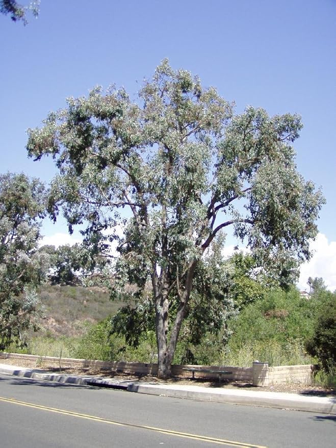 Eucalyptus polyanthemos-Silver Dollar Eucalyptus Tree 10+ Seeds