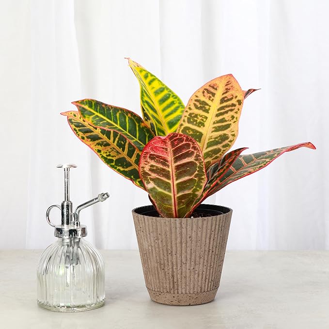 Thorsen's Greenhouse Live Petra Croton Plant, Codiaeum Variegatum, Colorful Foliage, Live Indoor Houselant (Coffee, 4-inch Pot)