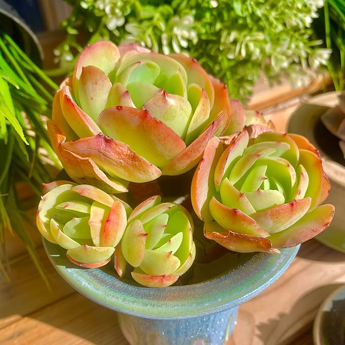FWPP Live Succulents Plants Echeveria Peach Pride 3 inches,Rare Succulents Bare Root Without Pot Soil, Live Plants Indoor Office Decoration Wedding and Gift
