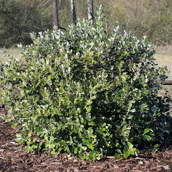 Pineapple Guava Plant - 1 Live 4 Inch Plants - Feijoa Sellowiana - Edible Flowers and Fruit