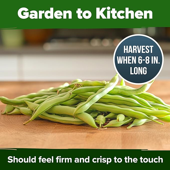 HOME GROWN Contender Bush Bean Pack - 28 Heirloom Green Beans, Vegetable Seeds for Planting, Emergency Food Supply (Phaseolus vulgaris)