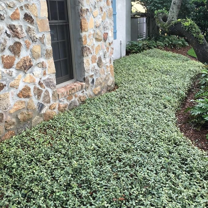 Jasmine Asiatic Variegated Plants | 10 Live 4 Inch Pots | Trachelospermum Asiaticum 'Variegata' | Fragrant Ground Cover | Evergreen Vine