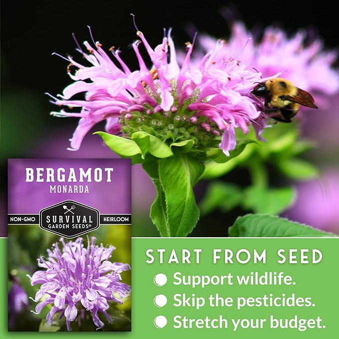 Bergamot Herb (Bee Balm) Seed for Planting - 2 Packets with Instructions to Grow Monarda Fistulosa Wildflowers in Your Home Vegetable Garden - Non-GMO Heirloom Variety - Survival Garden Seeds