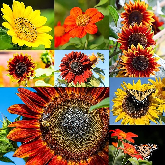 NatureZ Edge 5200+ Sunflower Seeds for Planting Bulk Variety Pack, Get More Sunflower Seeds to Plant, from Dwarf Sunflowers to Giant Sunflower Seeds, Includes Mammoth Sunflower Seeds, Non-GMO