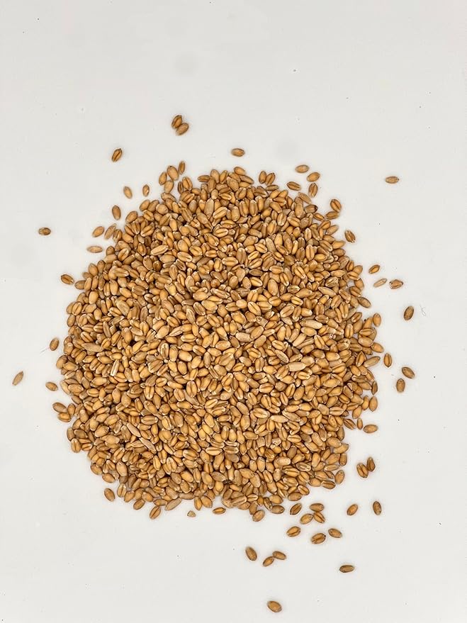 Thunder Acres Premium Soft Red Winter Wheat Seed (2, Pounds)