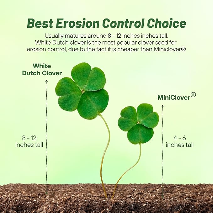 Outsidepride Perennial White Dutch Clover Seed - 2 lbs. Nitrocoated, Inoculated Clover Seeds for Lawn Alternative, Erosion Control, Food Plots, Ground Cover, & Pasture Mixtures in USDA Zones 3-10