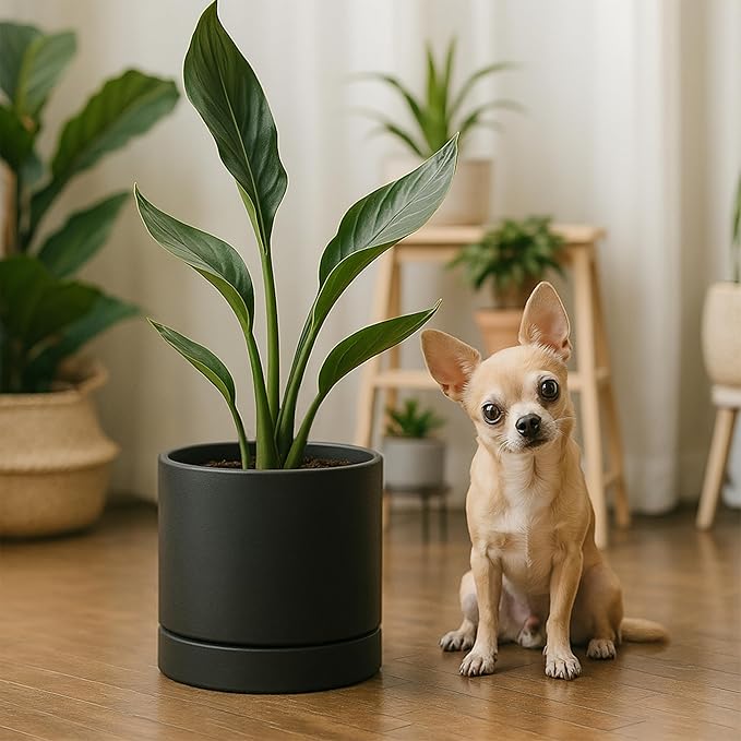 Phoenix Vine 6 Inch Planter Pot with Drainage Hole & Saucer, Deep Water Catch Tray, Straight Cylindrical Round Pot for Plants, Matte Black, Pack of 4, 23-C-S-4