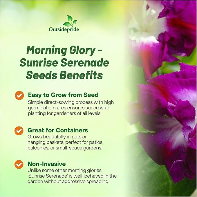 Outsidepride Sunrise Serenade Morning Glory Seeds - 50 Pcs. Annual, Climbing & Vining Flower Seeds for Planting Cerise & Purple Blooms, Ideal for Gardens, Trellises & Vertical Landscapes