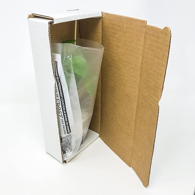 Live Carnivorous Pitcher Plant - Sarracenia - Wellspring Gardens Starter Plant (Barba Green)