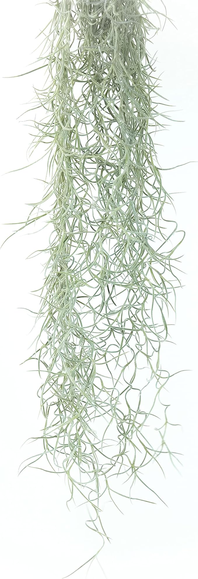 Thick Colombian Spanish Moss Live Strands with Wire Hook - Tillandsia Usneiodes - Live Tillandsia Succulent House Plants - Home and Garden Decor - Easy Care Indoor and Outdoor Plants