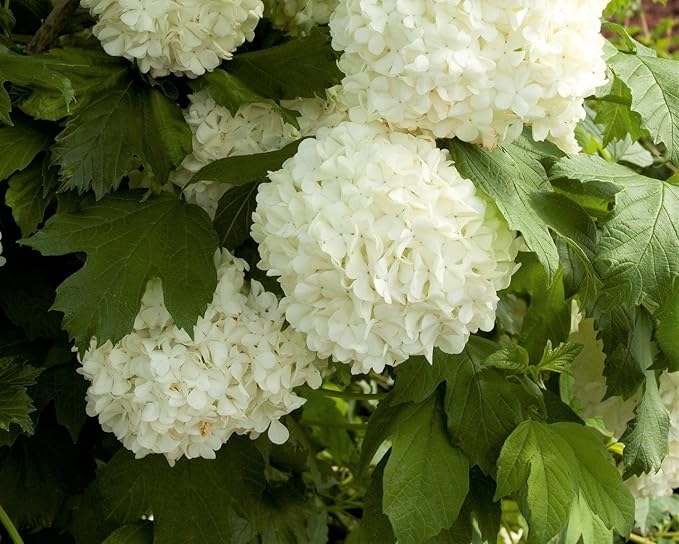Eastern Snowball Bush ( Viburnum ) - Live Plant - Trade Gallon Pot