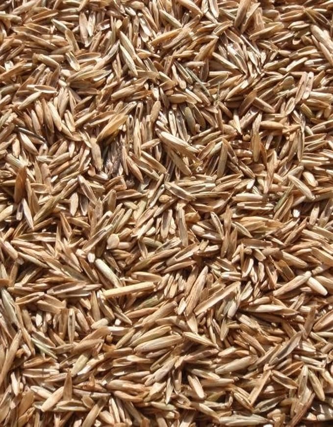 Annual Ryegrass Seeds for Planting - Premium Quality Rye Grass (8 Pounds)