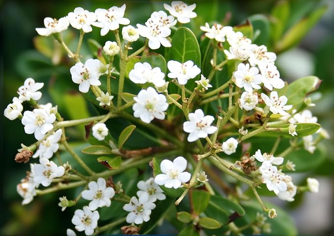 Viburnum Densa | 10 Live Plants | Viburnum Obovatum 'Densa' | Compact Evergreen Shrub | Low-Maintenance Privacy Plants for Landscaping