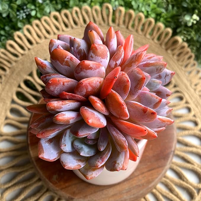 FWPP Succulent Plants Live Echeveria Orange Monroe,3-4 Head 3.5 inches Pink Mini Plants,Bare Root Without Pot Soil Live Plants,Wedding Garden Indoor House Baby Shower Decor Friend Plant Lover Gift
