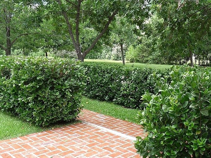 Viburnum Suspensum | 3 Large Gallon Size Plants I Sandankwa I Live Durable Evergreen Shrub with Fragrant Blooms, Ideal for Hedges, Privacy Screens, and Ornamental Landscaping