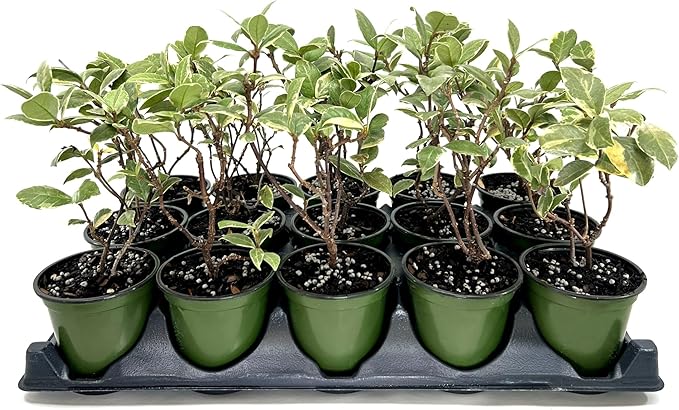 Variegated Confederate Jasmine | 3 Live 4 Inch Pots | Trachelospermum asiaticum Variegatum | Evergreen Vining Plants | Fast Growing Groundcover