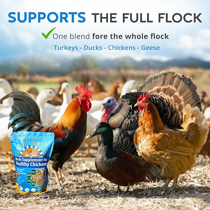 Herb Supplement for Backyard Chickens - Natural Chicken Treats, Poultry Feed Botanical Mix, Plant-Based Coop Snacks for Daily Wellness, Feather Quality, Egg Production, USA (12 oz)