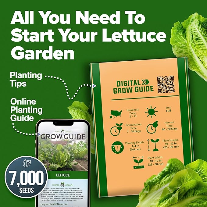 HOME GROWN Romaine Lettuce Seeds, Paris Island Bulk Pack, 7000+ Lettuce Seeds for Planting, High Germination Heirloom Vegetable Seeds,Works Indoor in Hydroponic Garden and Outdoor