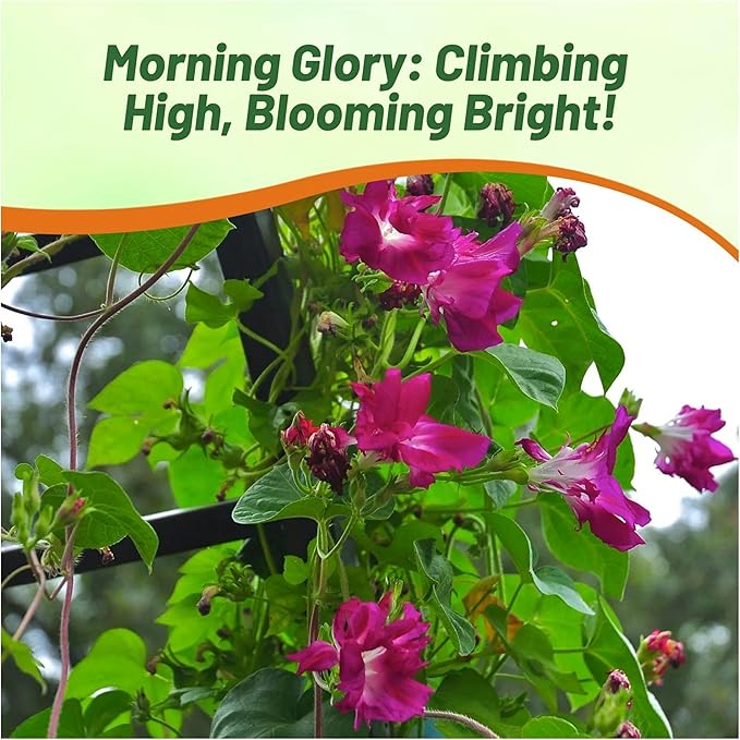 Outsidepride Sunrise Serenade Morning Glory Seeds - 50 Pcs. Annual, Climbing & Vining Flower Seeds for Planting Cerise & Purple Blooms, Ideal for Gardens, Trellises & Vertical Landscapes