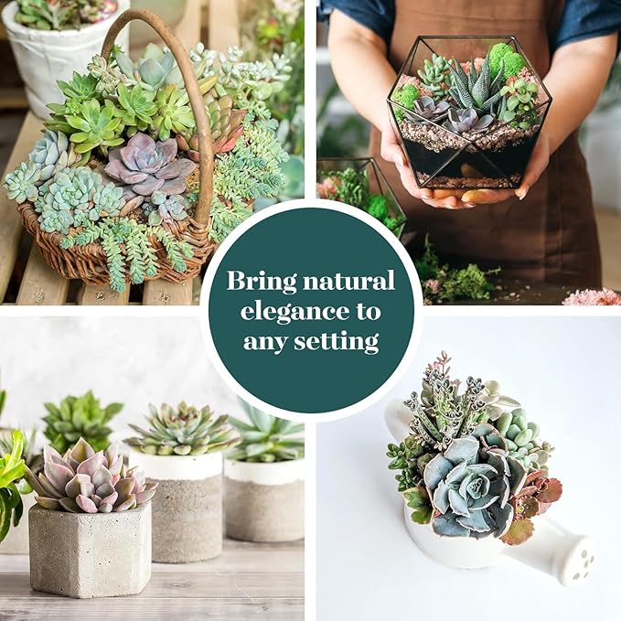 Shop Succulents Mini Succulent Plant Pack Collection - Live 2" Succulent Plants, Low Maintenance, Beautiful Colors & Textures - Wedding and Party Favors, Gift & Garden, Pack of 12