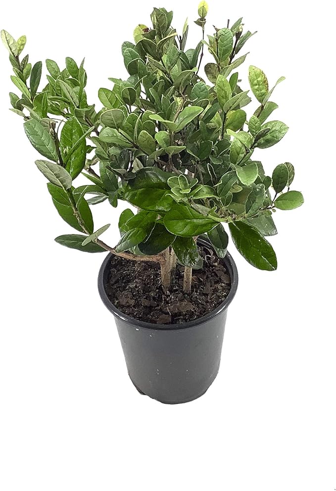 Pineapple Guava Plant - 1 Live 4 Inch Plants - Feijoa Sellowiana - Edible Flowers and Fruit