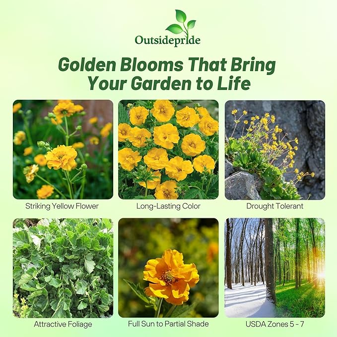 Outsidepride Lady Stratheden Geum Seeds - 1000 Pcs Easy to Grow Perennial Flower Seeds for Planting with Vibrant Blooms Attractive to Pollinators, for Cut Flower Arrangements, Borders, & Flower Beds