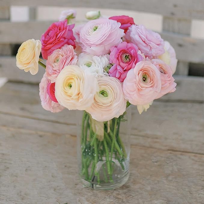 Eden Brothers Ranunculus Bulbs - Bridal Mix