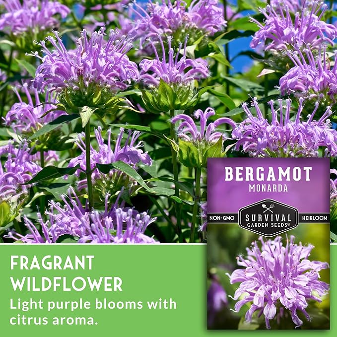 Bergamot Herb (Bee Balm) Seed for Planting - 2 Packets with Instructions to Grow Monarda Fistulosa Wildflowers in Your Home Vegetable Garden - Non-GMO Heirloom Variety - Survival Garden Seeds