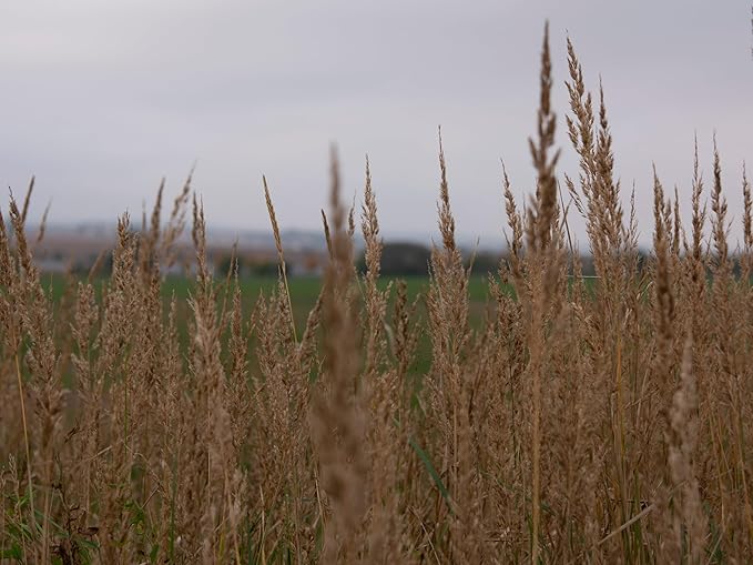 Native Grass Seed Blend - Big Bluestem, Little Bluestem, Indiangrass, RC Big Rock Switchgrass (1, Ounces)