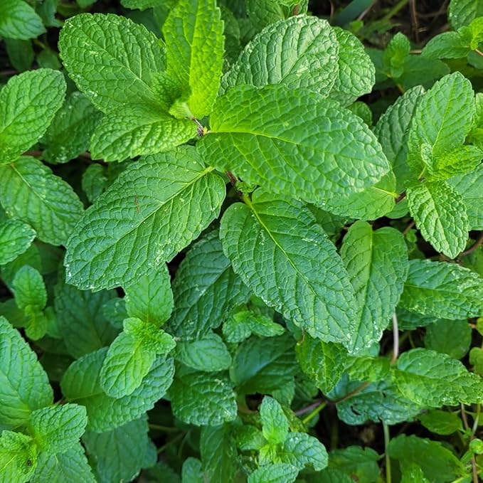 Chocolate+Mohito Mint Plants. Live, Fragrant, Fresh, Edible. Easy Grow. Indoor/Outdoor. (Choc+Mohito Mint Bags)