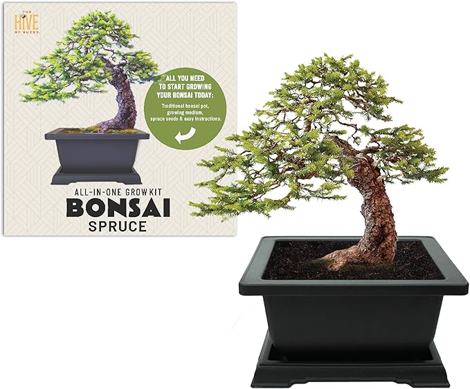 BUZZY Seeds Bonsai Starter Kit, Norway Spruce, Complete Indoor Gardening Gift, DIY Mini Tree Project, Soothing Indoor Hobby for Home or Office, Fun Stocking Stuffer, Housewarming Present