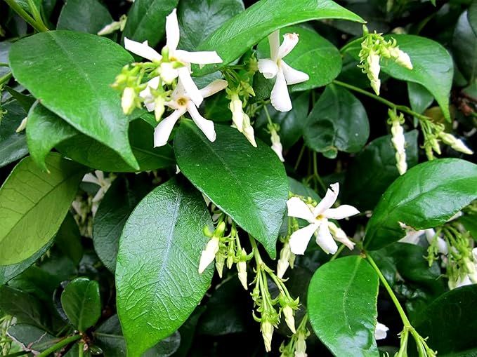 Confederate Jasmine Plants | 1 Live 4 Inch Pot | Trachelospermum Jasminoides | Flowering Vine | Outdoor Garden