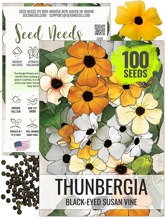 Seed Needs, Black-Eyed Susan Vine Seeds - 100 Heirloom Seeds for Planting Thunbergia alata - Annual Vining Flowers to Cover a Fence or Trellis (1 Pack)
