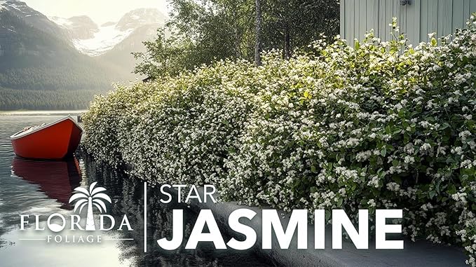 Jasmine Star Confederate I 2 Large Gallon Size Plants I Trachelospermum Jasminoides I Live Fragrant White Star-Shaped Flowers, Perfect for Trellises, Fences, and Arbors