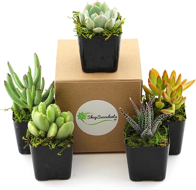 Shop Succulents Unique Succulent Plant Pack Collection - Live Mini Succulent Plants, Low Maintenance, Exceptional Colors & Textures - Wedding and Party Favors, Gift & Garden, Pack of 5
