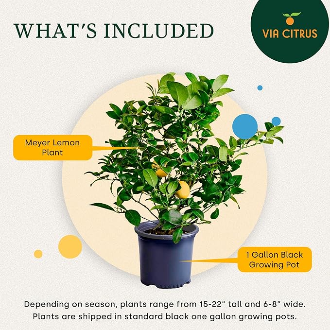 Meyer Lemon Trees Live Plants Outdoor 18-22" Tall - Dwarf Fruit Trees Potted Cannot Ship: CA/AZ/TX/LA – Mini Lemons Plant, Citrus Tree, Indoor Fruit Tree Live Plants, Housewarming Gift by Via Citrus