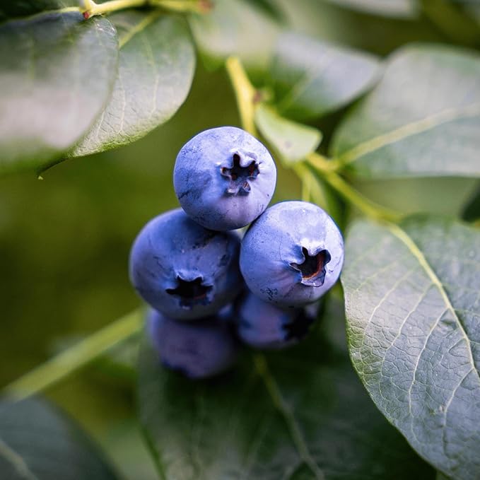 Bluejay Bare Root Blueberry Plant, 3-Year Old Plant - Great for Beginners, Flavorful Blueberries - from Hand Picked Nursery (5)