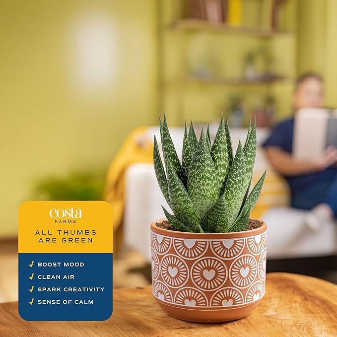 Costa Farms Haworthia, Succulent Live Plant in Decorative Pot, Easy to Maintain Succulent Indoor Houseplant, Home, Room, or Office Decor, House Warming or Birthday Gift, 4-6 Inches Tall