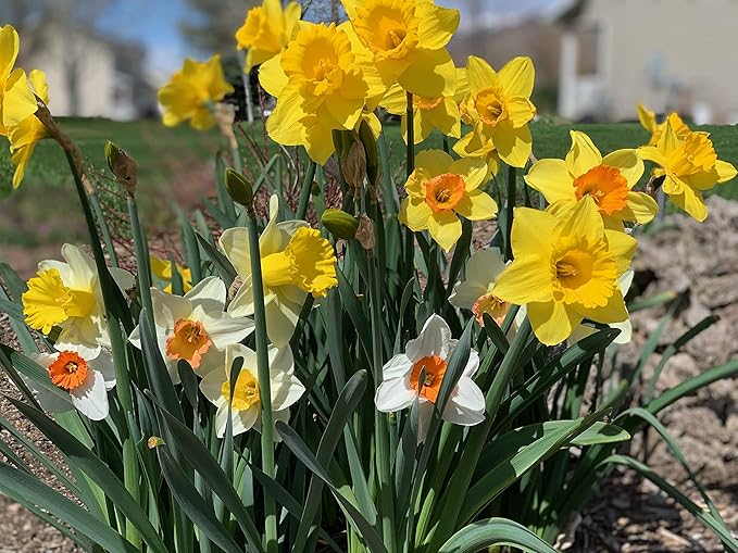 Mixed Large Cup Daffodils- 50 Perennial Daffodil Bulbs - Assorted Colors Narcissus