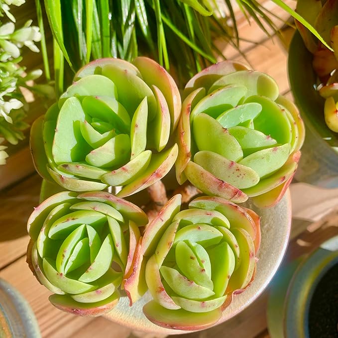FWPP Live Succulents Plants Echeveria Peach Pride 3 inches,Rare Succulents Bare Root Without Pot Soil, Live Plants Indoor Office Decoration Wedding and Gift