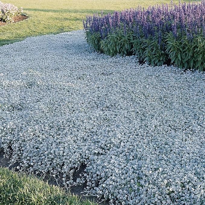 Outsidepride Perennial Dichondra Silver Falls Seed - 15 Pcs Heat & Drought-Tolerant, Low-Maintenance Ground Cover Seeds for Planting, Ideal for Container Plant, Erosion Control, & Silver Foliage