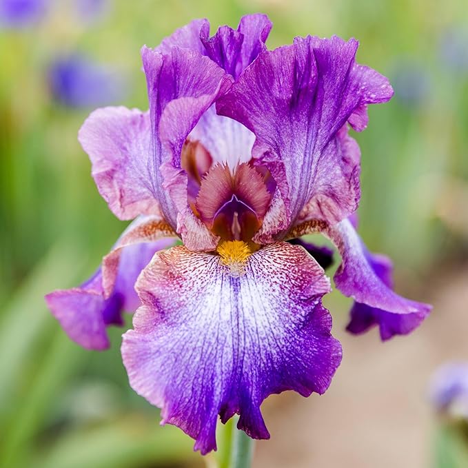 Easy to Grow Bearded Iris Wine Festival - 3 Plant Bulbs Rhizomes, Bright Purple & White Flowers in Spring to Fall, Full Sun Low Maintenance