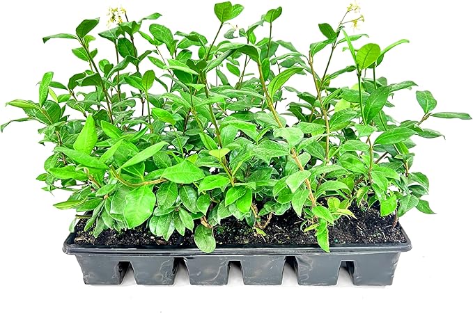 Confederate Jasmine Plants | 1 Live 4 Inch Pot | Trachelospermum Jasminoides | Flowering Vine | Outdoor Garden